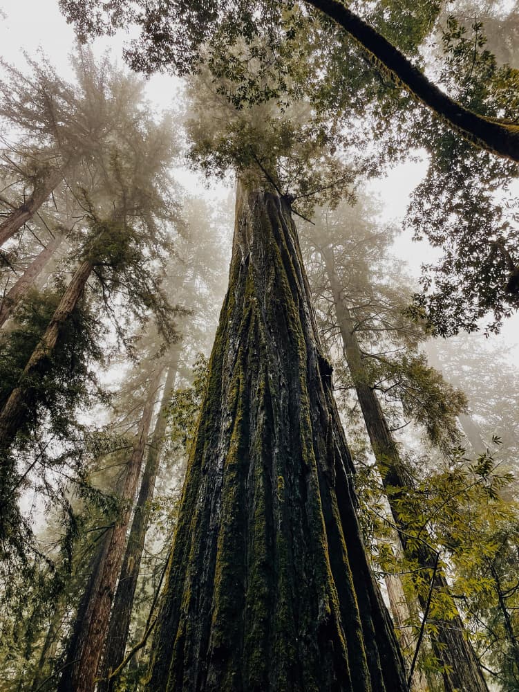 Misty Redwood Giants by Del Mundo Imagery — canvas wall art