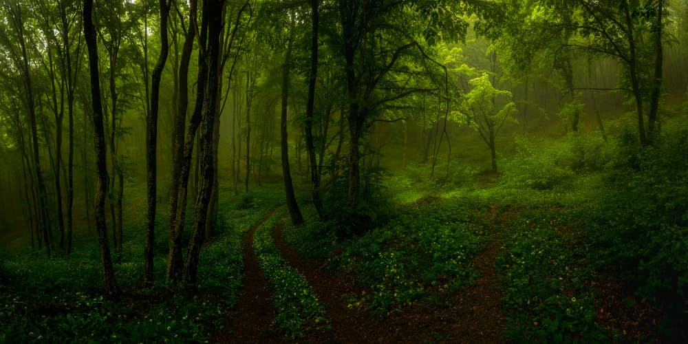 Misty Forest Path by Hristo Yordanov — canvas wall art