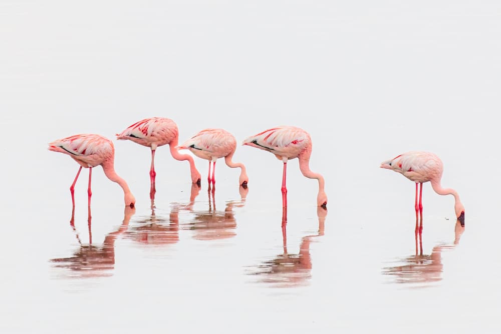 Wading Pink Flamingos by Jeffrey C. Sink — canvas wall art