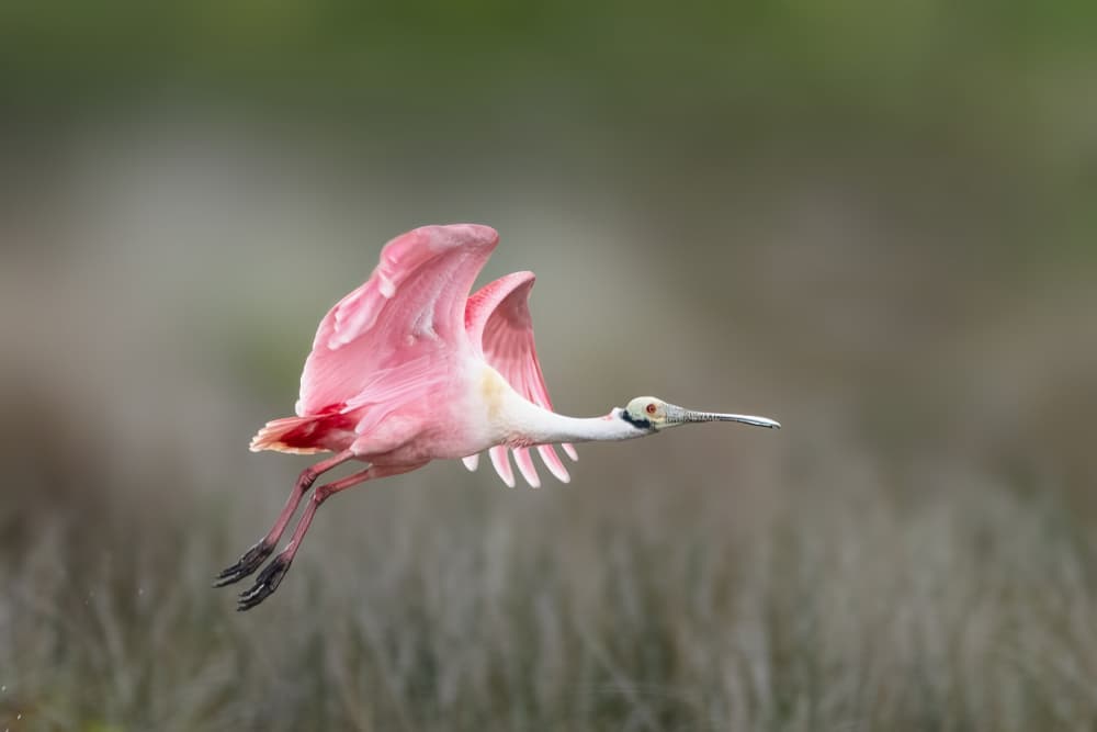 Pink Spoonbill Flying by Yu Mao — canvas wall art