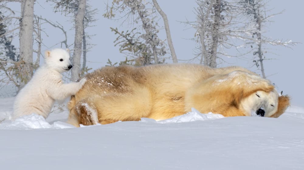 Sleeping Bear Playful Cub by Yuan Su — canvas wall art