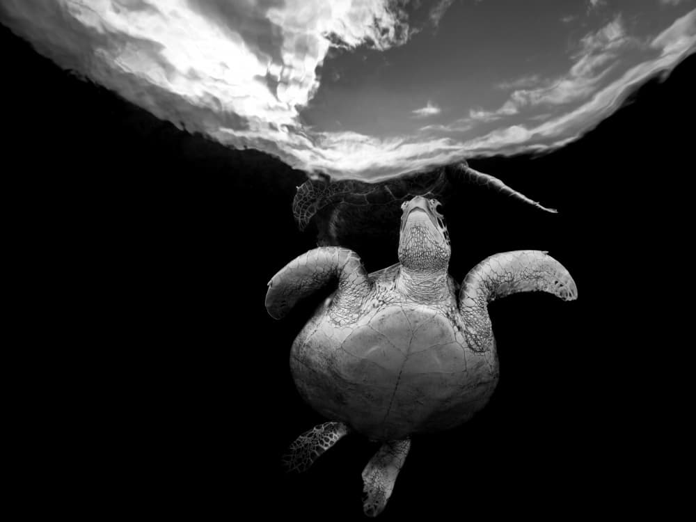 Sea Turtle Gazing Up by Serge Melesan — canvas wall art