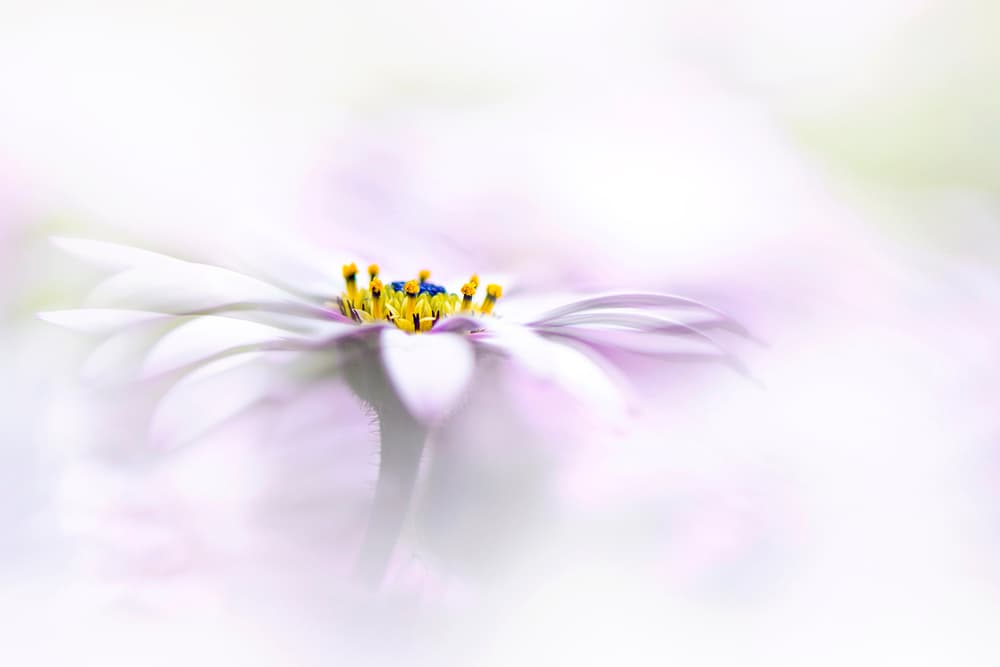Ethereal Daisy Flower by Jacky Parker — canvas wall art