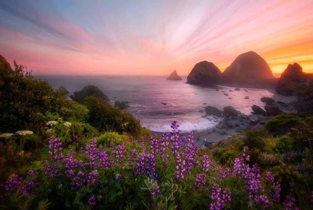 Coastal Sunset Purple Blooms by Chong Q. Wu — canvas wall art