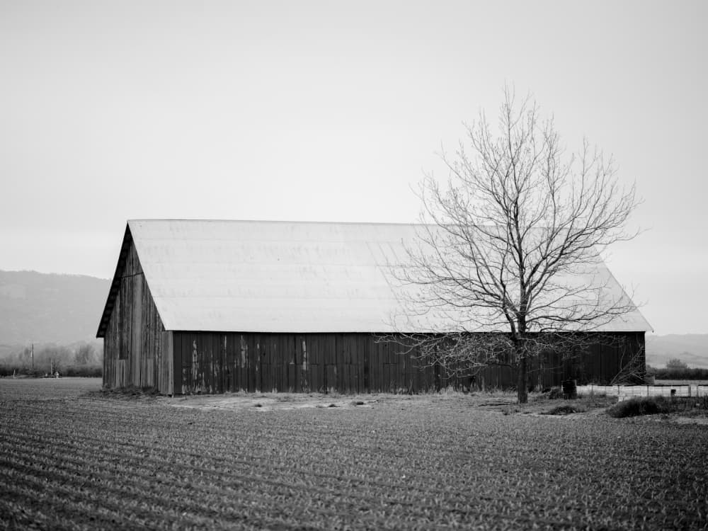Rustic Barn Tree by Crystal Lynn Collins — canvas wall art