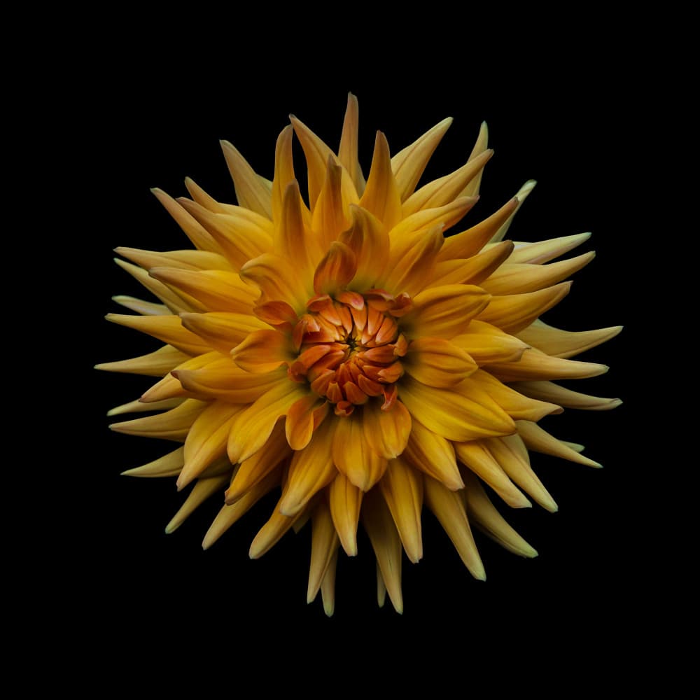 Golden Orange Dahlia by Frank Ulrich Gandenberger — canvas wall art