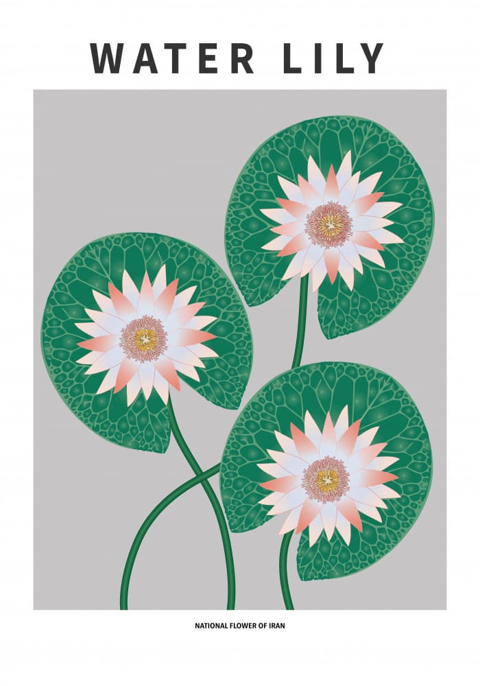 Iranian Water Lilies by Paperago — canvas wall art