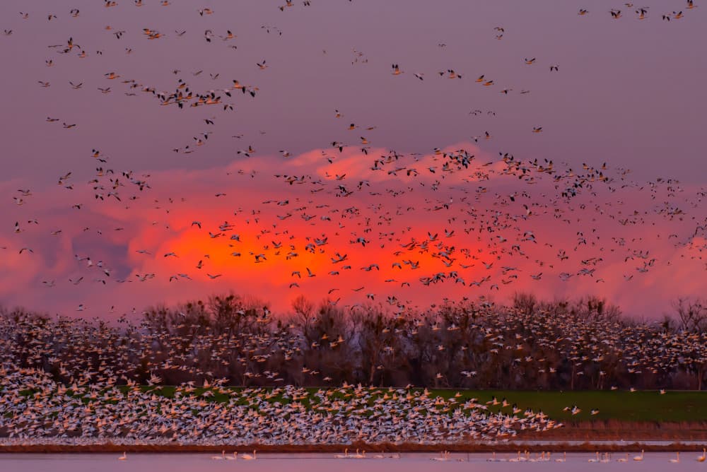 Vibrant Sunset Geese by Sophia Li — canvas wall art