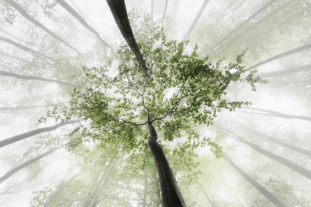 Misty Forest Canopy by Tom Pavlasek — canvas wall art
