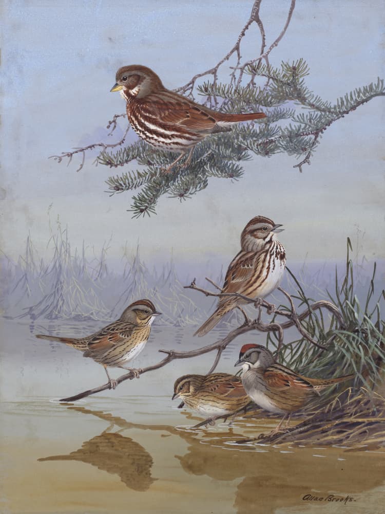 Sparrow By Allan Brooks by Allan Brooks — canvas wall art