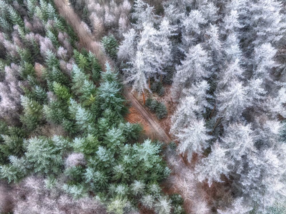 Frosted Forest Divide by Guy Krier — canvas wall art