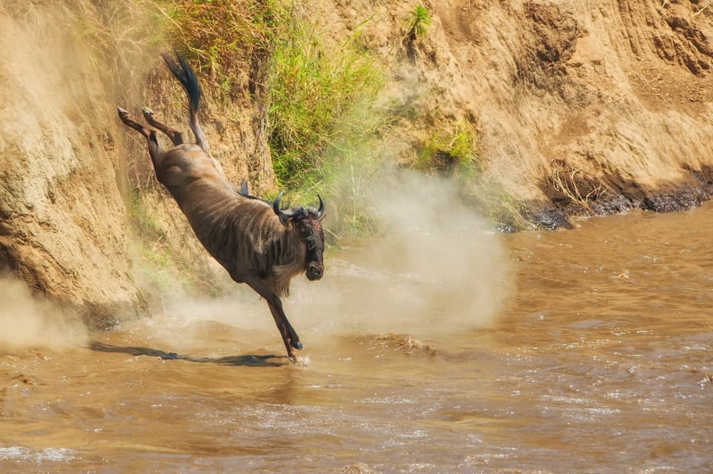 Wildebeest River Jump by Mohammed Alnaser — canvas wall art