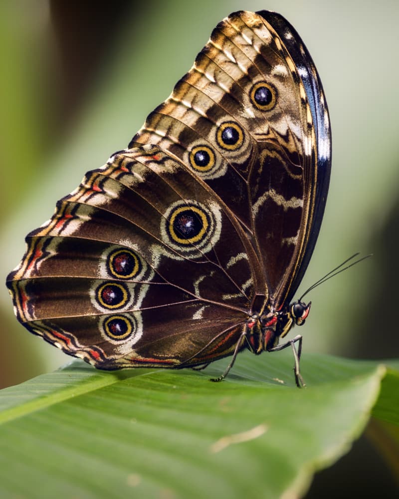 Butterfly Wing Eyespots by Pavol Stranak — canvas wall art