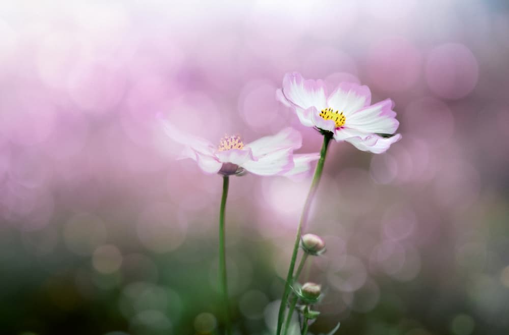Dreamy Pink Cosmos by YoungIl Kim — canvas wall art