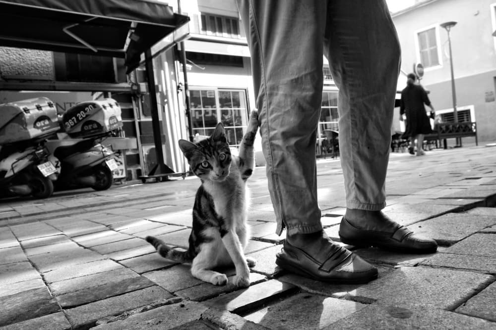 Curious Street Cat by Ali Ayer — canvas wall art
