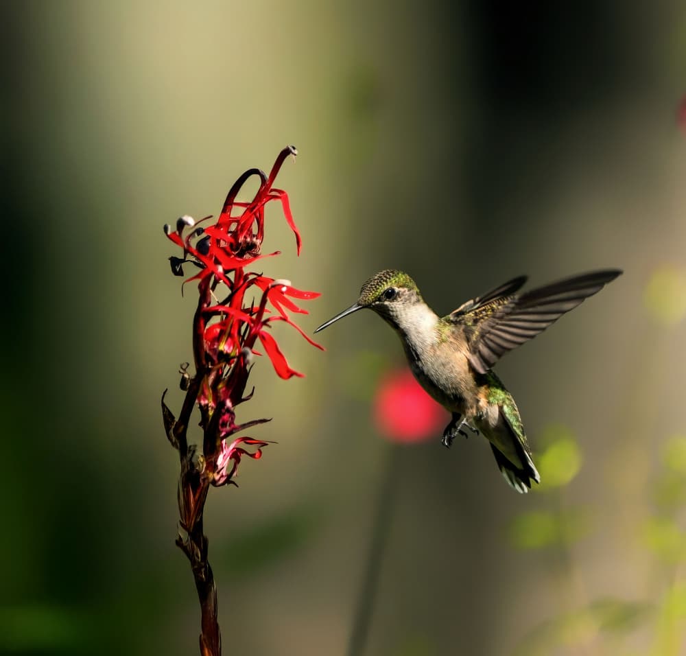 Hummingbird Red Bloom by Hannah & Wei — canvas wall art