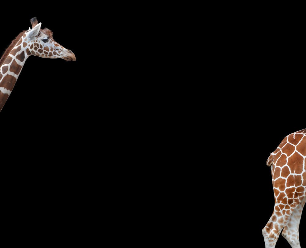 Giraffe On Black by Heidi Westum — canvas wall art