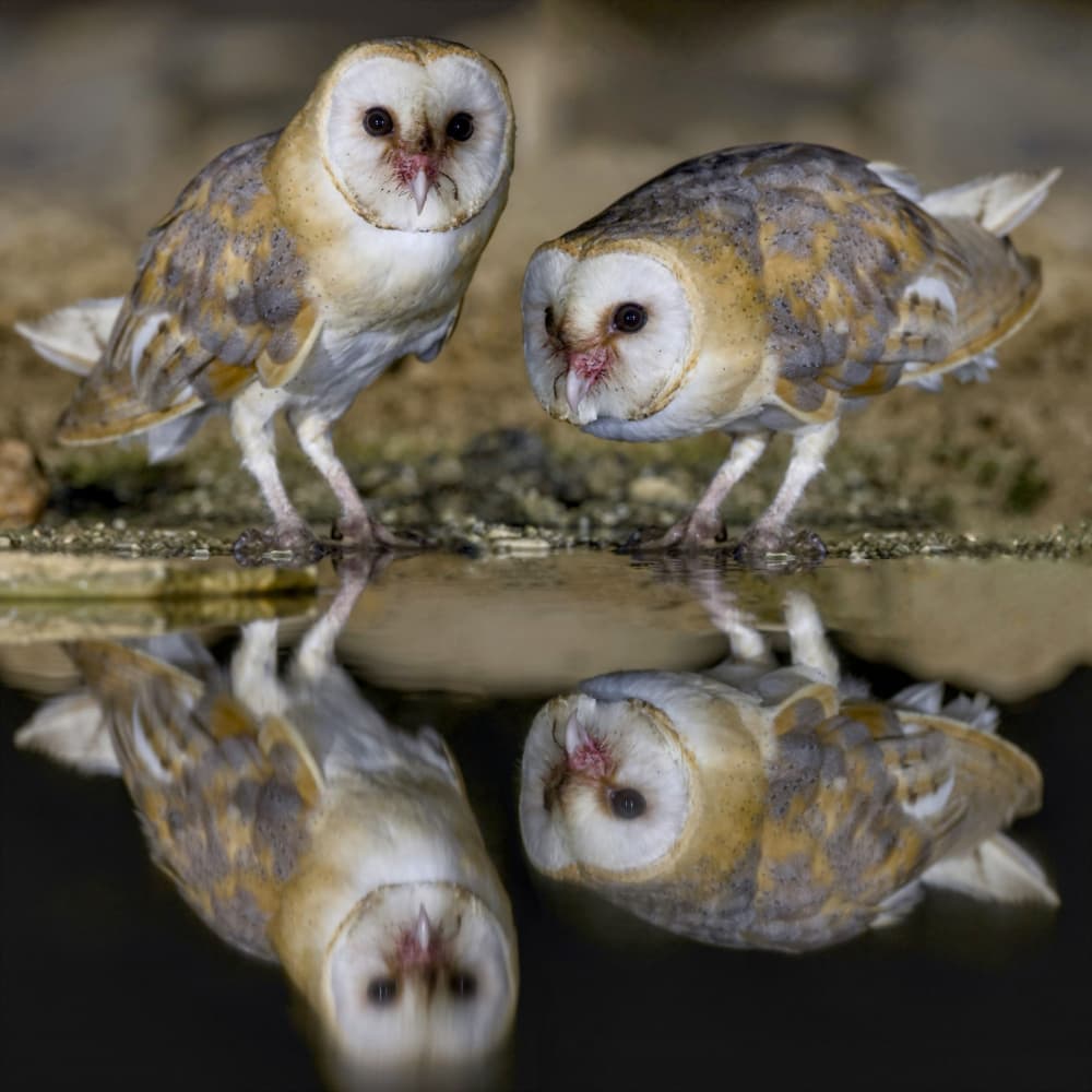 Barn Owls Reflections by David Manusevich — canvas wall art