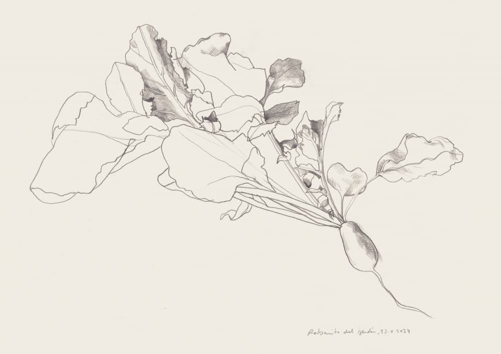 Radish Botanical Drawing