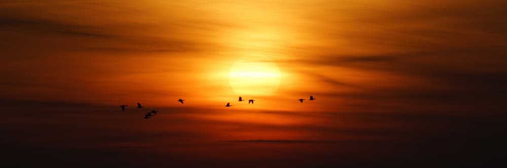 Golden Hour Birds Flight by Bodo Balzer — canvas wall art