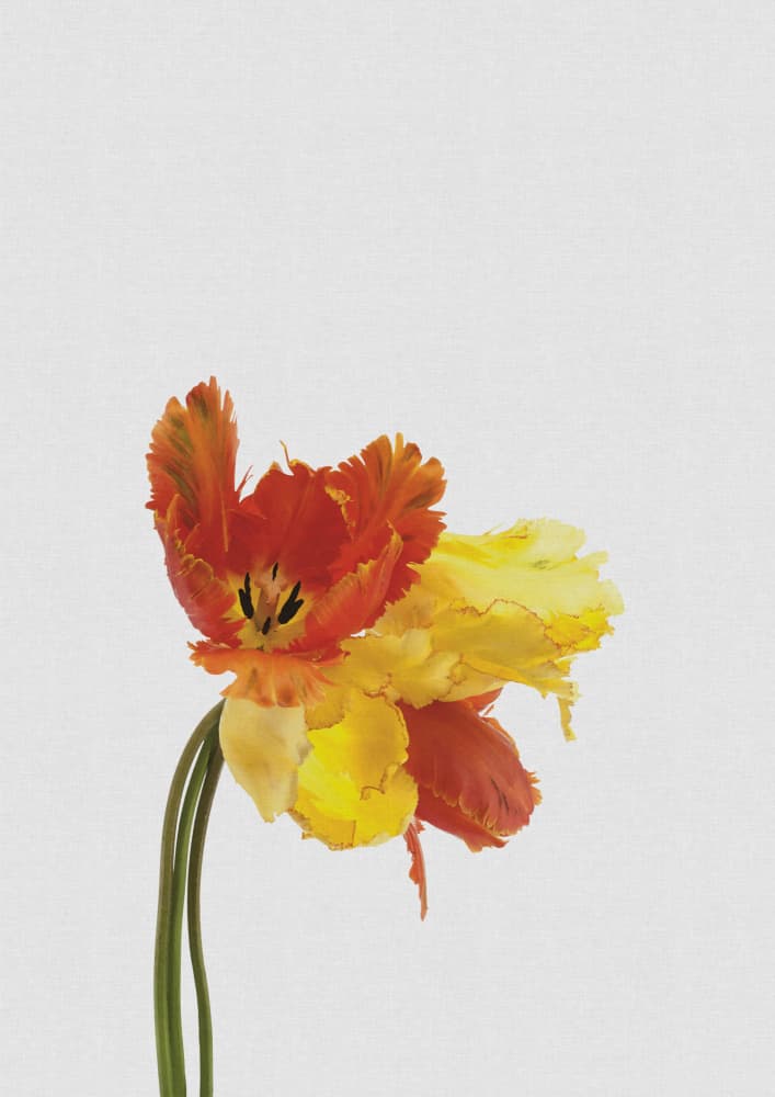 Vibrant Parrot Tulips by Orara Studio — canvas wall art
