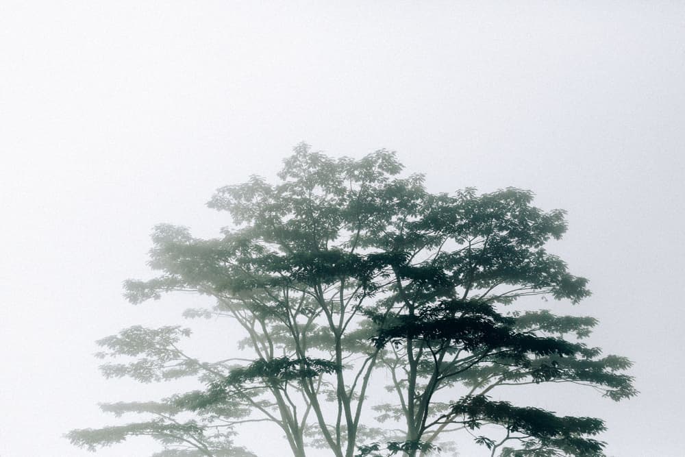 Ethereal Foggy Trees by Bendik Johan Stålsett Follesø — canvas wall art