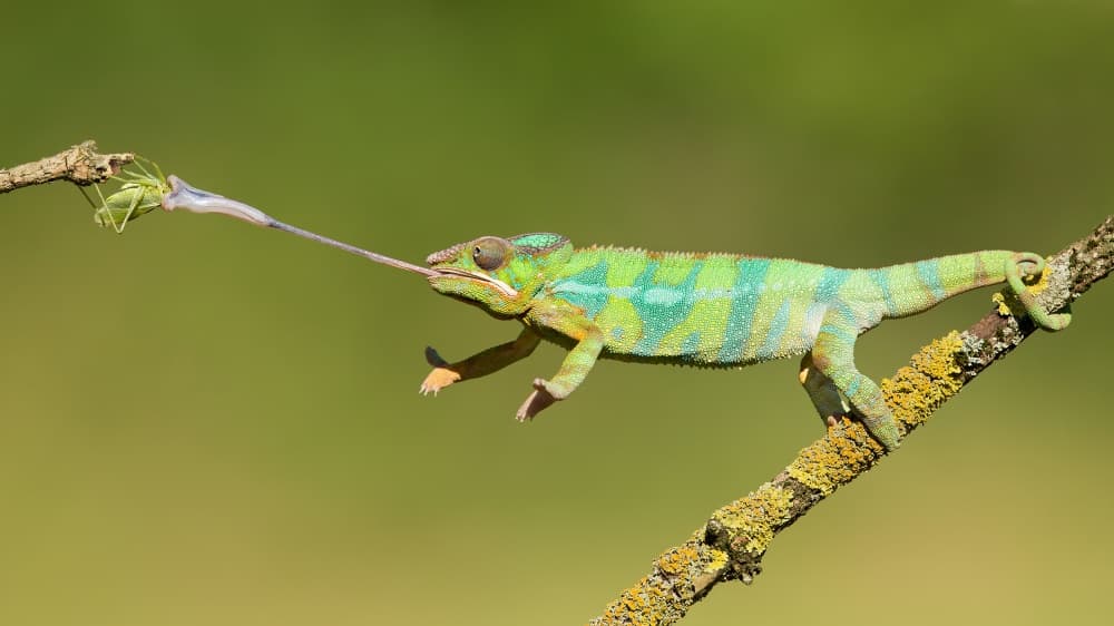 Green Chameleon Captures Prey by Milan Zygmunt — canvas wall art