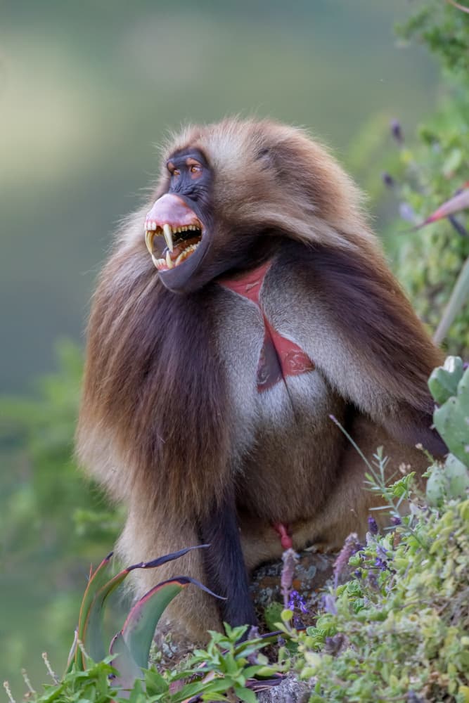 Fierce Gelada Baboon by Alessandro Catta — canvas wall art