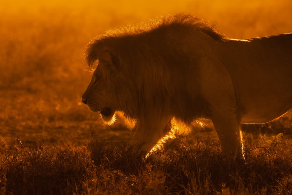 Golden Hour Lion by Mohammed Alnaser — canvas wall art