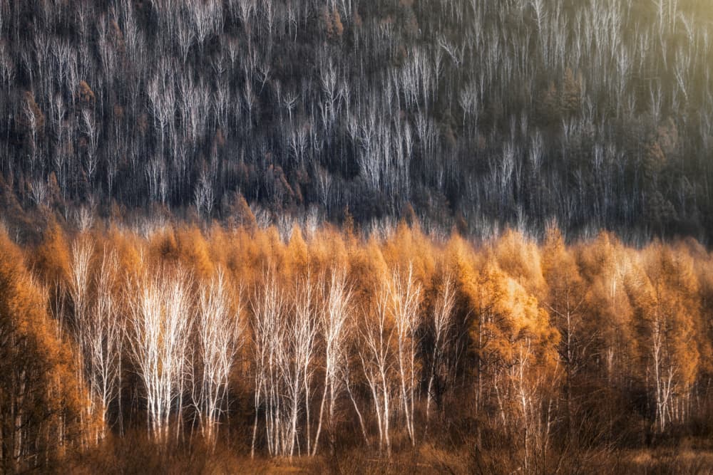 Golden Birch Forest by HAN XIAOBEI — canvas wall art