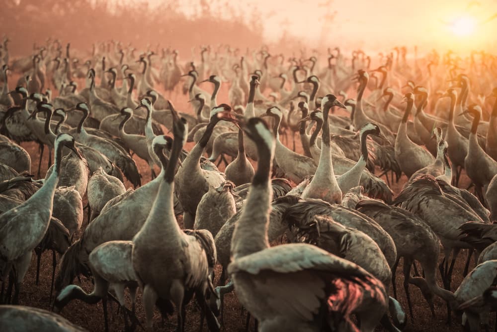 Cranes In Golden Light by Farid Kazamil — canvas wall art