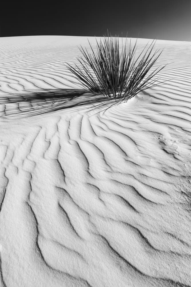 Desert Plant Shadow by Melanie Viola — canvas wall art