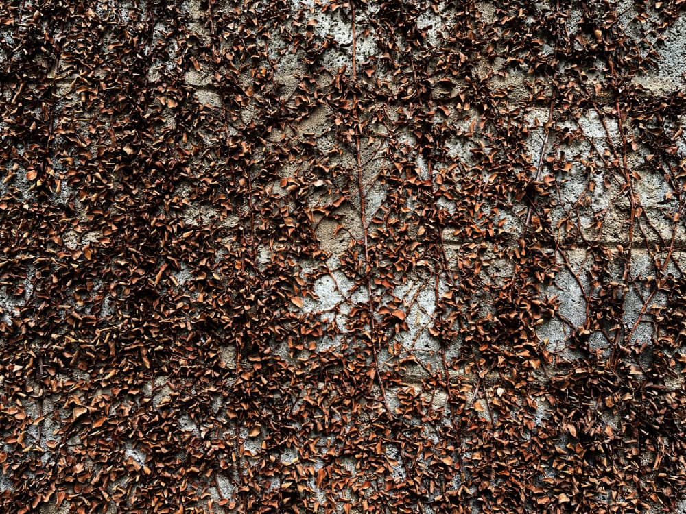 Autumn Leaf Texture by Santhosh ch — canvas wall art