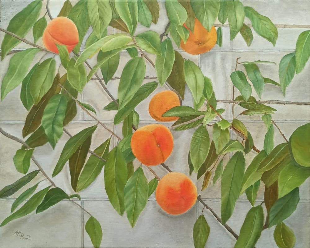 Fresh Peaches On Wall by Angeles M. Pomata — canvas wall art
