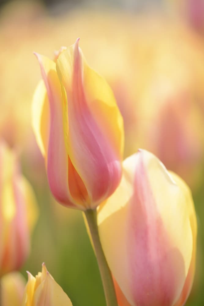 Glowing Spring Tulips by Ervin Kobakçi — canvas wall art