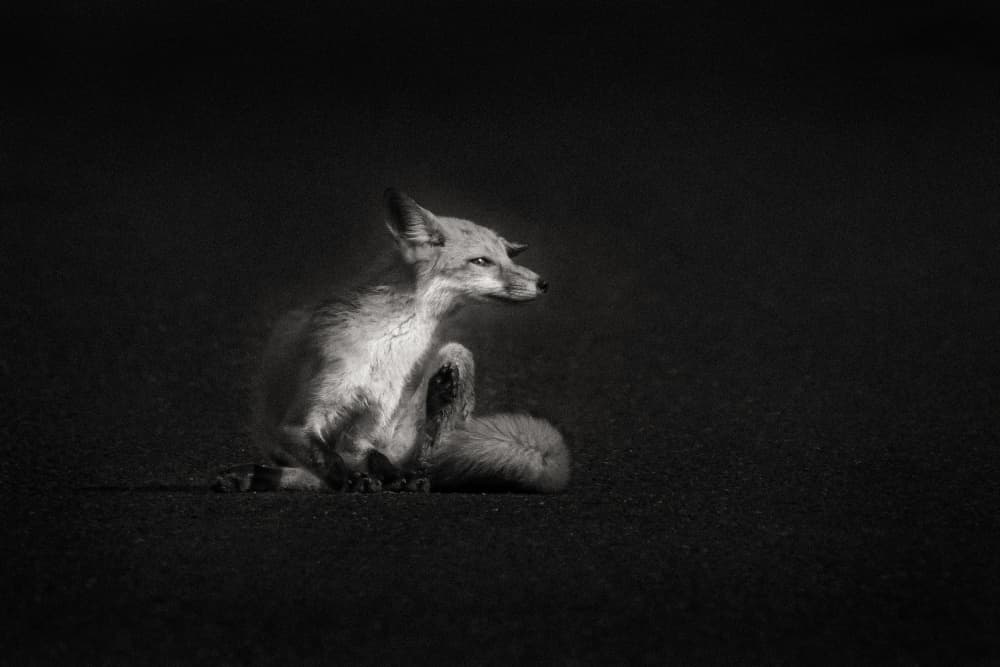 Elegant Fox Scratching by Xiaohong Zhang — canvas wall art