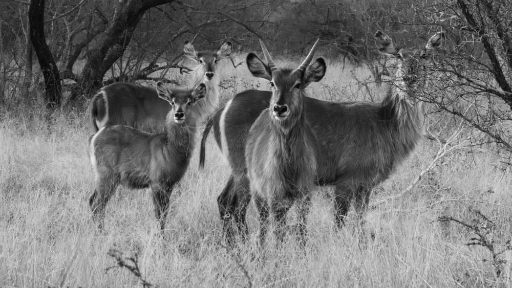 Wild Waterbuck Herd by Ibere Lima Ranieri Junior — canvas wall art
