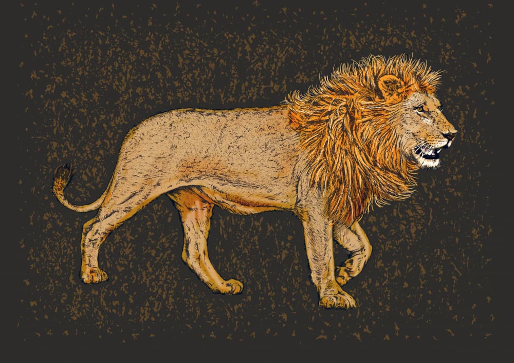 Majestic Lion Walk by Carlo Kaminski — canvas wall art