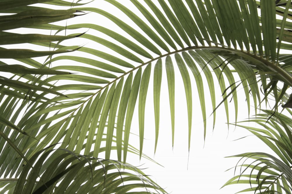 Lush Tropical Palms by amini54 — canvas wall art
