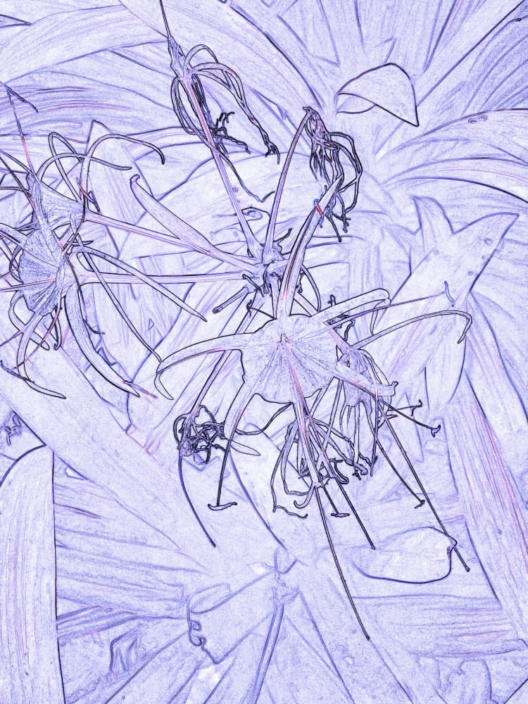 Purple Floral Sketch by Santhosh ch — canvas wall art
