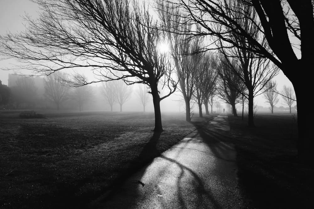 Foggy Winter Morning by Elizabeth Allen — canvas wall art