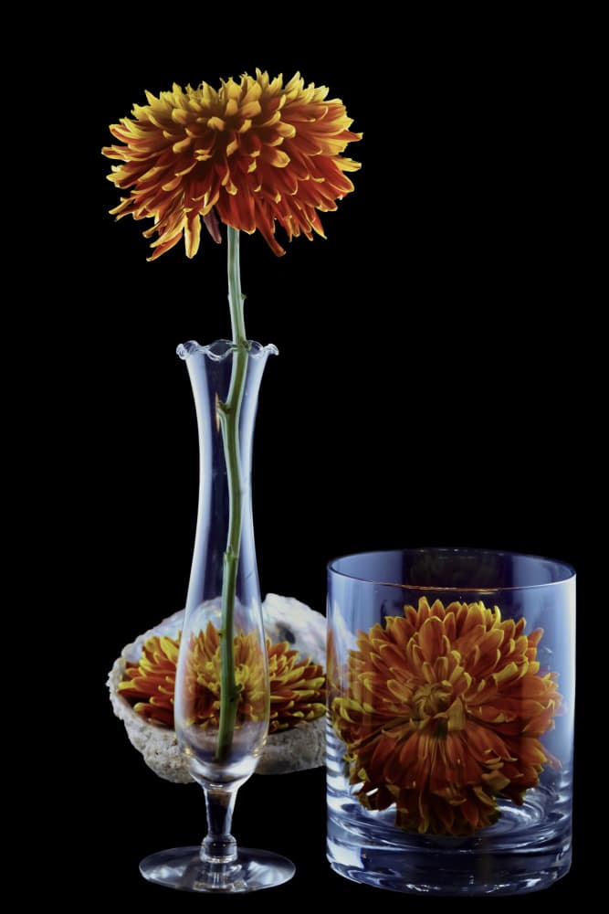 Vibrant Chrysanthemum Display by jlloydphoto — canvas wall art