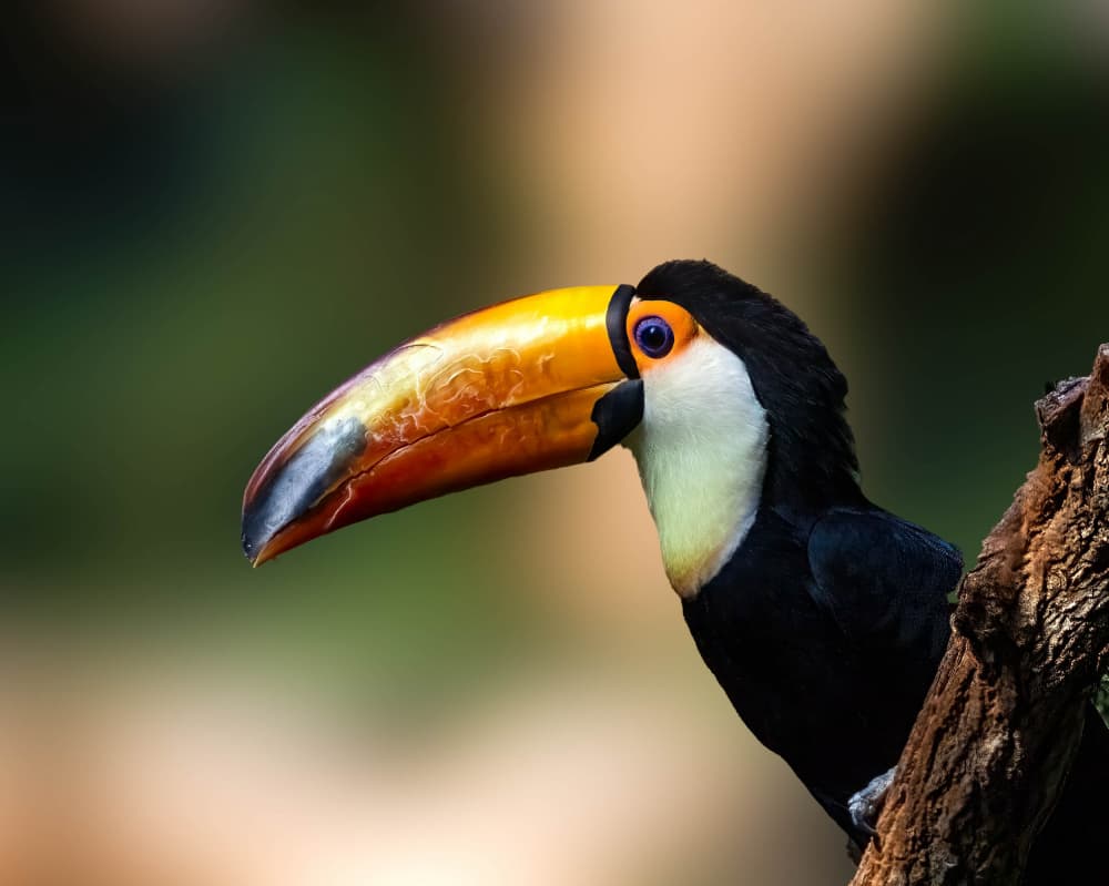 Vibrant Toucan Profile by Songhu Yan — canvas wall art