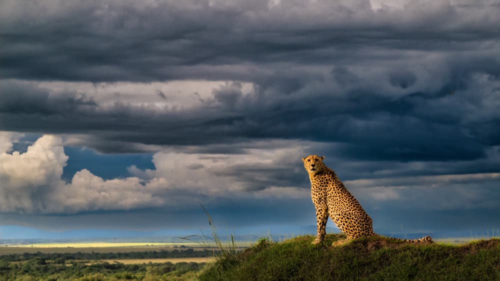 Golden Cheetah Dramatic Sky by Luigi Ruoppolo — canvas wall art