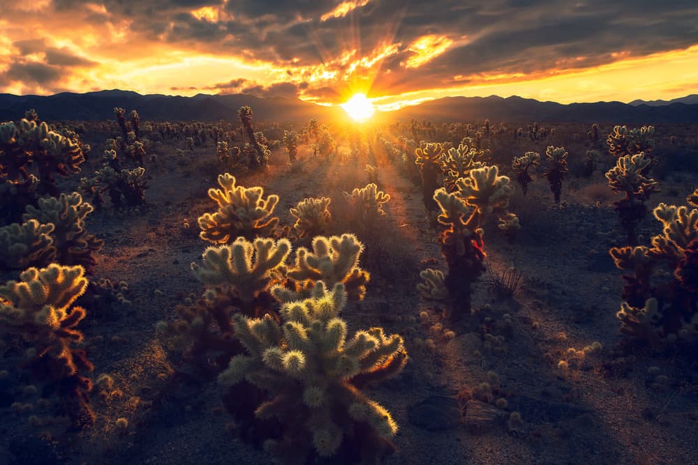 Golden Cholla Sunset by Atanu Bandyopadhyay — canvas wall art