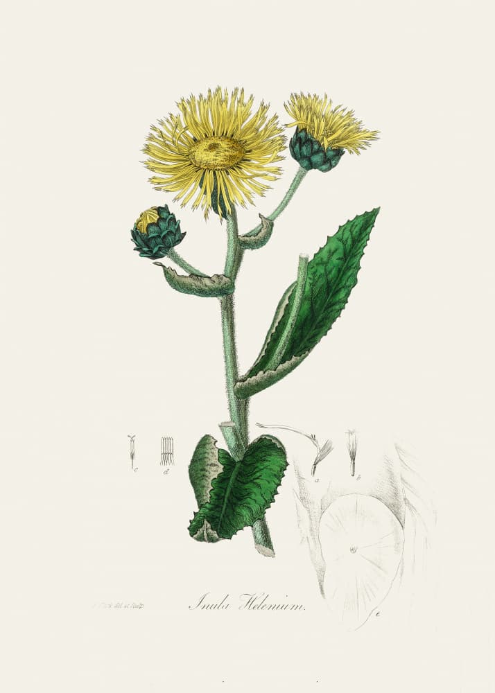 Elecampane (inula Helenium) Medical Botany by John Stephenson and James Morss Churchill — canvas wall art