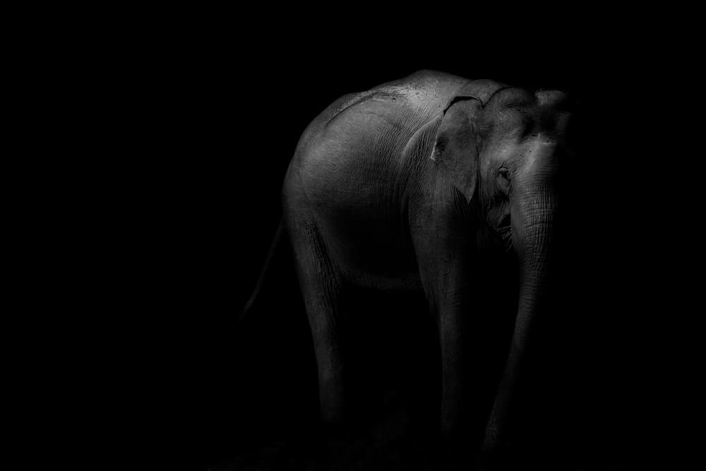 Majestic Elephant Shadow by Margit Lisa Pinggera — canvas wall art