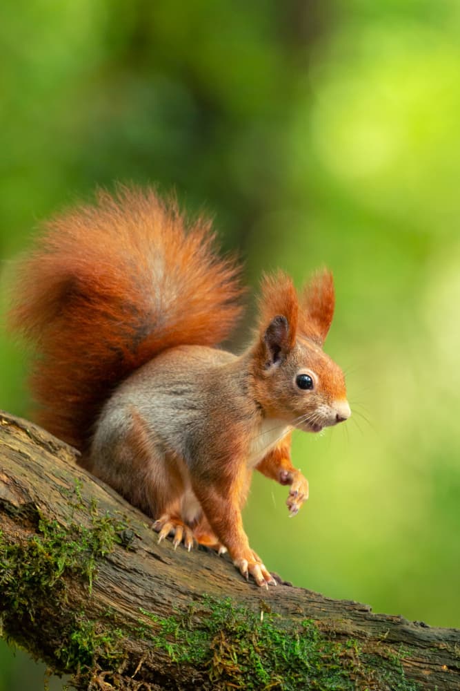 Red Squirrel On Branch by Tibor Sörös — canvas wall art