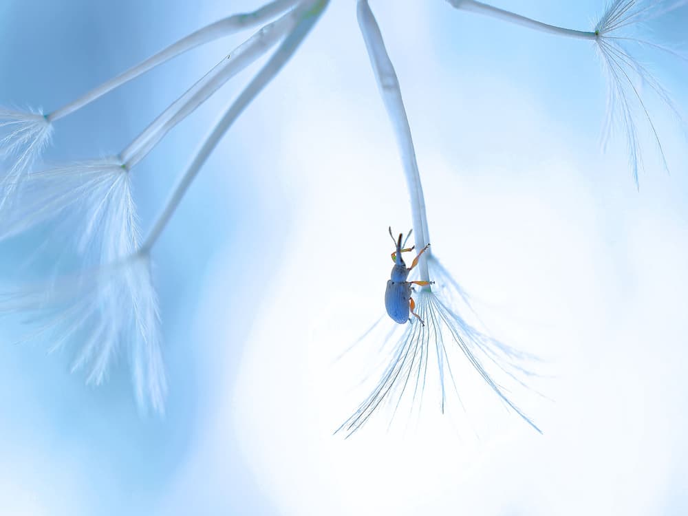Blue Beetle on Dandelion by Thierry Dufour — canvas wall art