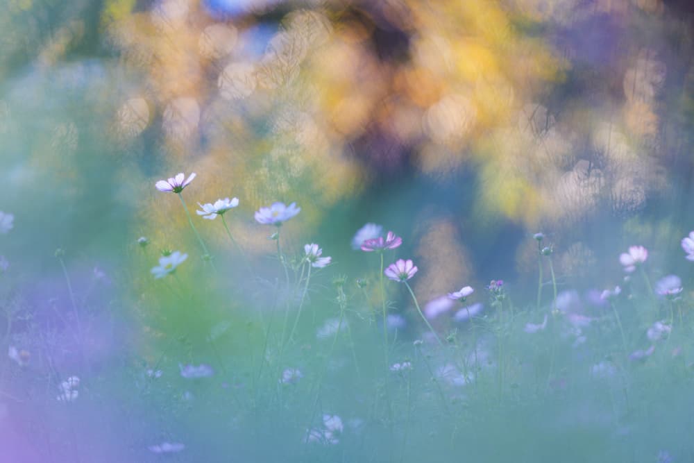 Pastel Cosmos Field by JUNKO TORIKAI — canvas wall art